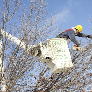 worker trimming a tree